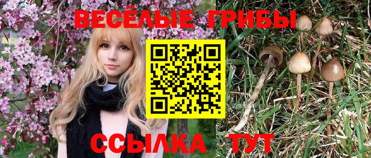 Галлюциногенные грибы Psilocybe Строитель